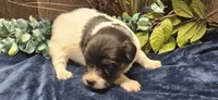 Akc Lily , a female Papillon for sale in Brumley, MO – 1 of 4