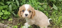 Akc Cooper , a male Cavalier King Charles Spaniel for sale in Brumley, MO – 2 of 9