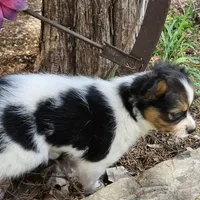 AKC Buddy, a male Papillon for sale in Brumley, MO – Photo 3 of 9