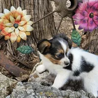 AKC Buddy, a male Papillon for sale in Brumley, MO – Photo 2 of 9