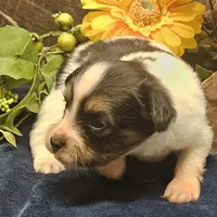 AKC Buddy, a male Papillon for sale in Brumley, MO – Photo 6 of 9