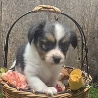 AKC Buddy, a male Papillon for sale in Brumley, MO – Photo 5 of 9