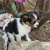 AKC Buddy, a male Papillon for sale in Brumley, MO – Photo 4 of 9