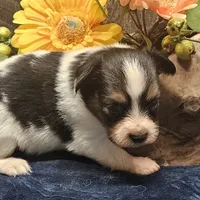 AKC Buddy, a male Papillon for sale in Brumley, MO – Photo 7 of 9