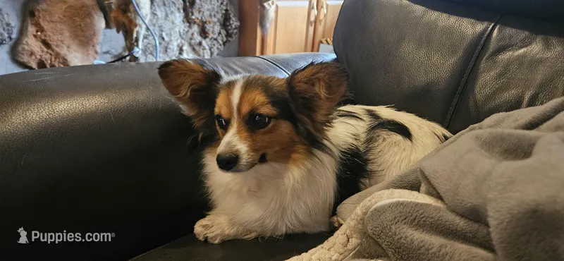 AKC Buddy – Papillon puppy for sale in Brumley, MO