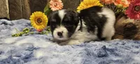 Buzz, a male Papillon for sale in Brumley, MO – 4 of 9
