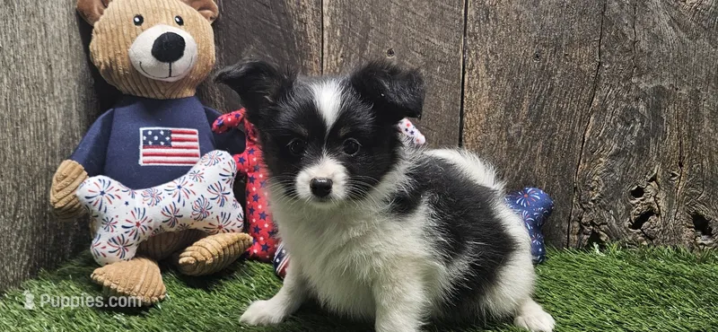 Buzz – Papillon puppy for sale in Brumley, MO