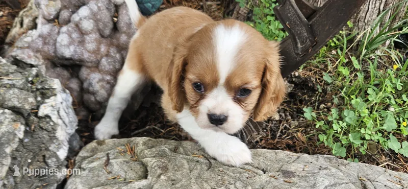 Louis  – Cavalier King Charles Spaniel puppy for sale in Brumley, MO