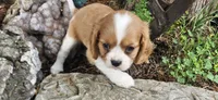 Louis , a male Cavalier King Charles Spaniel for sale in Brumley, MO – 1 of 8