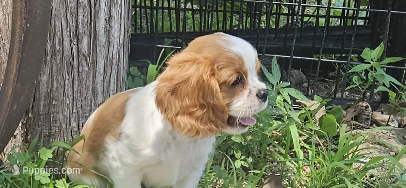 Akc Oliver  – Cavalier King Charles Spaniel puppy for sale in Brumley, MO
