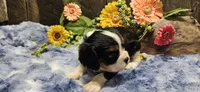 Winston , a male Cavalier King Charles Spaniel for sale in Brumley, MO – 4 of 7
