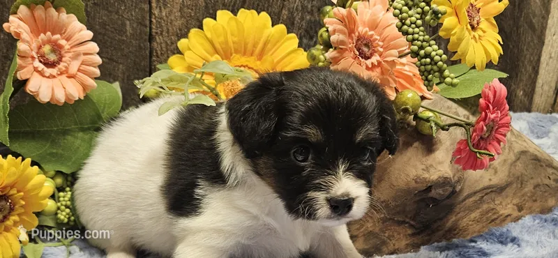 Akc Lily  – Papillon puppy for sale in Brumley, MO