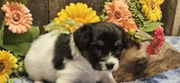 Akc Lily , a female Papillon for sale in Brumley, MO – 3 of 10