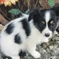 Pending Duke, a male Papillon for sale in Brumley, MO – Photo 6 of 10