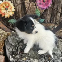 Pending Duke, a male Papillon for sale in Brumley, MO – Photo 5 of 10