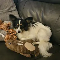 Pending Duke, a male Papillon for sale in Brumley, MO – Photo 1 of 10