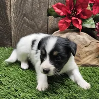 Pending Duke, a male Papillon for sale in Brumley, MO – Photo 10 of 10