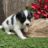 Pending Duke, a male Papillon for sale in Brumley, MO – Photo 8 of 10