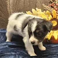 Pending Duke, a male Papillon for sale in Brumley, MO – Photo 7 of 10