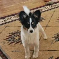 Pending Duke, a male Papillon for sale in Brumley, MO – Photo 4 of 10