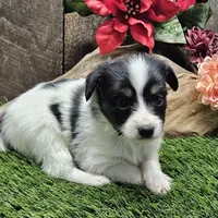 Pending Duke, a male Papillon for sale in Brumley, MO – Photo 9 of 10