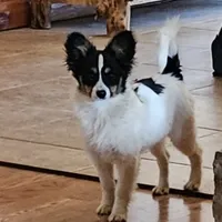 Pending Duke, a male Papillon for sale in Brumley, MO – Photo 3 of 10