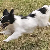 Pending Duke, a male Papillon for sale in Brumley, MO – Photo 2 of 10