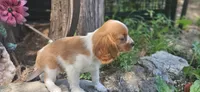 Akc Lulu , a female Cavalier King Charles Spaniel for sale in Brumley, MO – 2 of 10