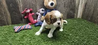 Akc Oliver , a male Cavalier King Charles Spaniel for sale in Brumley, MO – 2 of 8
