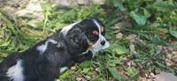 Winston , a male Cavalier King Charles Spaniel for sale in Brumley, MO – 1 of 10