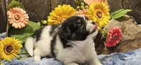 Buzz, a male Papillon for sale in Brumley, MO – 2 of 9