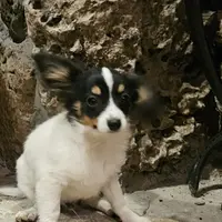 AKC Bashful, a male Papillon for sale in Brumley, MO – Photo 4 of 8