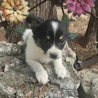 AKC Bashful, a male Papillon for sale in Brumley, MO – Photo 5 of 8