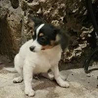 AKC Bashful, a male Papillon for sale in Brumley, MO – Photo 2 of 8