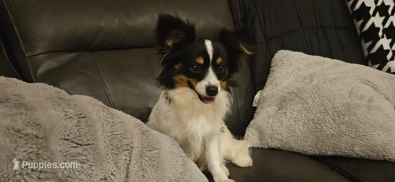 AKC Bashful – Papillon puppy for sale in Brumley, MO