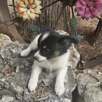 AKC Bashful, a male Papillon for sale in Brumley, MO – Photo 8 of 8