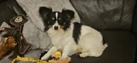 AKC Bashful, a male Papillon for sale in Brumley, MO – Photo 7 of 8