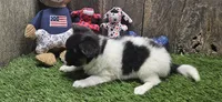 Akc Lily , a female Papillon for sale in Brumley, MO – 2 of 10