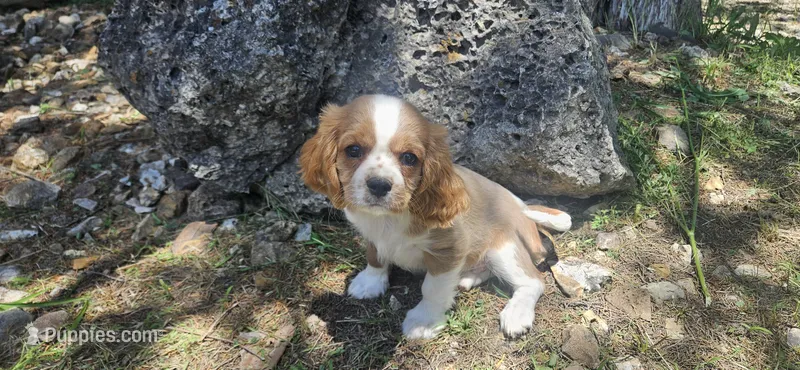 Louis  – Cavalier King Charles Spaniel puppy for sale in Brumley, MO
