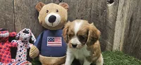 Akc Lulu , a female Cavalier King Charles Spaniel for sale in Brumley, MO – 3 of 10