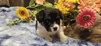 Akc Lily , a female Papillon for sale in Brumley, MO – 6 of 10