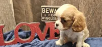 Jasper, a male Cavalier King Charles Spaniel for sale in Brumley, MO – Photo 1 of 10
