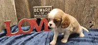 Jasper, a male Cavalier King Charles Spaniel for sale in Brumley, MO – Photo 10 of 10