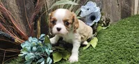 Jasper, a male Cavalier King Charles Spaniel for sale in Brumley, MO – Photo 9 of 10