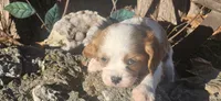 Jasper, a male Cavalier King Charles Spaniel for sale in Brumley, MO – Photo 8 of 10