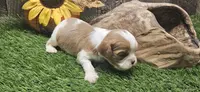 Jasper, a male Cavalier King Charles Spaniel for sale in Brumley, MO – Photo 3 of 10