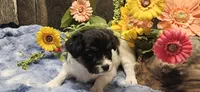 Akc Lily , a female Papillon for sale in Brumley, MO – 4 of 10