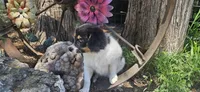 Akc Lily , a female Papillon for sale in Brumley, MO – 2 of 10