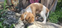 Akc Lulu , a female Cavalier King Charles Spaniel for sale in Brumley, MO – 3 of 10