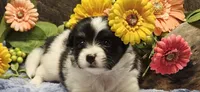 Buzz, a male Papillon for sale in Brumley, MO – 3 of 9